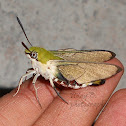 Coffee/Bee Hawk Moth
