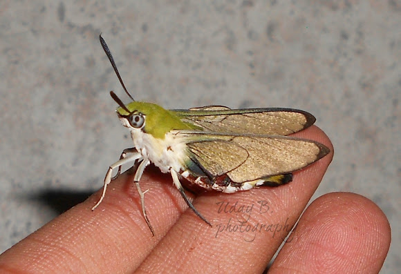 Spotting Image 1
