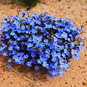 Blue Leschenaultia