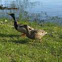 Mallard Duck