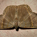 Geometrid Moth