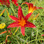 Day Lily