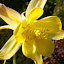 Aquilegia