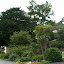 Knowlesie's Native garden