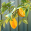 Star Fruit
