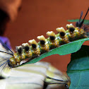 Caterpillar of Handmaiden Moth