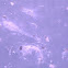 Copepod, Shrimp larva, Amphipod