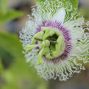 Passiflora edulis