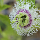Passiflora edulis