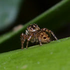 Jumping Spider
