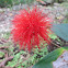 Calliandra?