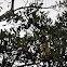 Central American Squirrel Monkey