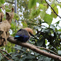 Blue Bellied Roller
