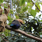 Blue Bellied Roller