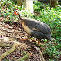 Helmeted Guineafowl