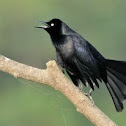Nicaraguan Gracke