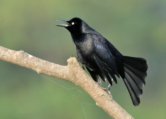 Spotting Image 1