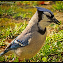 Blue Jay