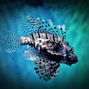 Lion Fish