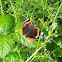 Red Admiral