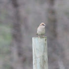 house sparrow