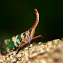 Pyrops candelarius (龍眼雞)