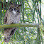 Great Horned Owl