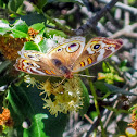 Common Buckeye