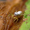 Jumping Spider