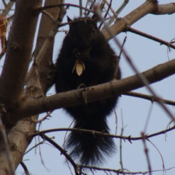 Spotting Image 1