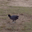 American Coot