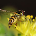 Common Oblique Syrphid Fly