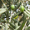 Olive Tree