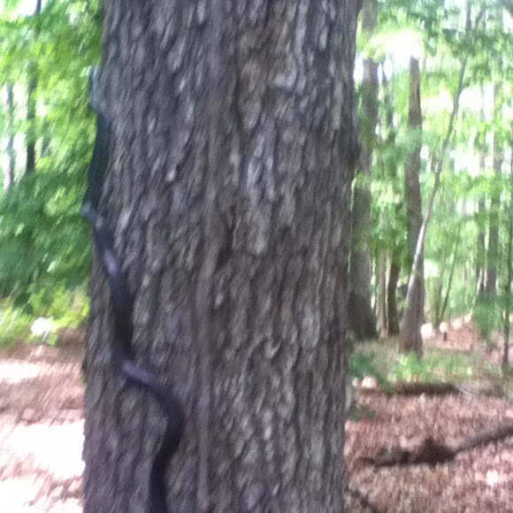 Spotting Image 1
