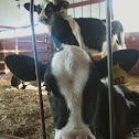 Holstien (cattle)