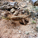 Common Agama