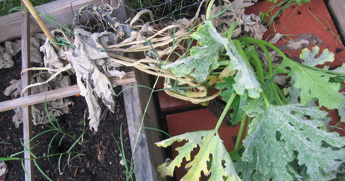 DP's Nashville Vegetable and Fruit Garden Death of Zucchini