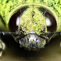 Metallic wood-boring beetle