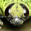 Metallic wood-boring beetle