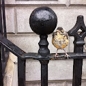 North American Robin (immature)