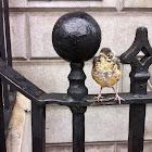 North American Robin (immature)
