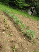 gardentwo