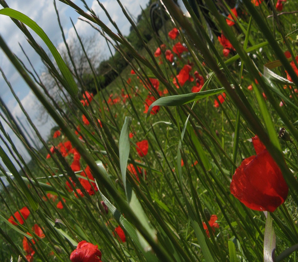 [poppies[3].jpg]
