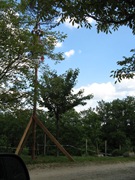 maypole_three