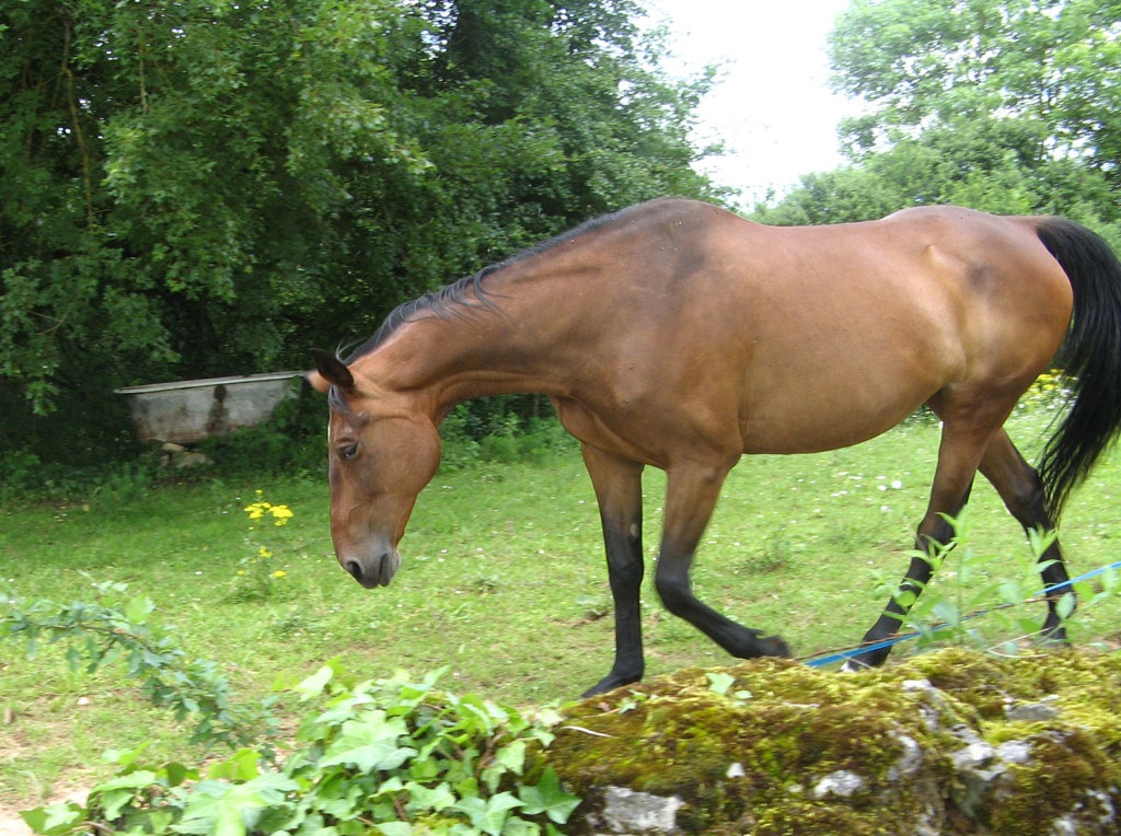 [Horse[9].jpg]