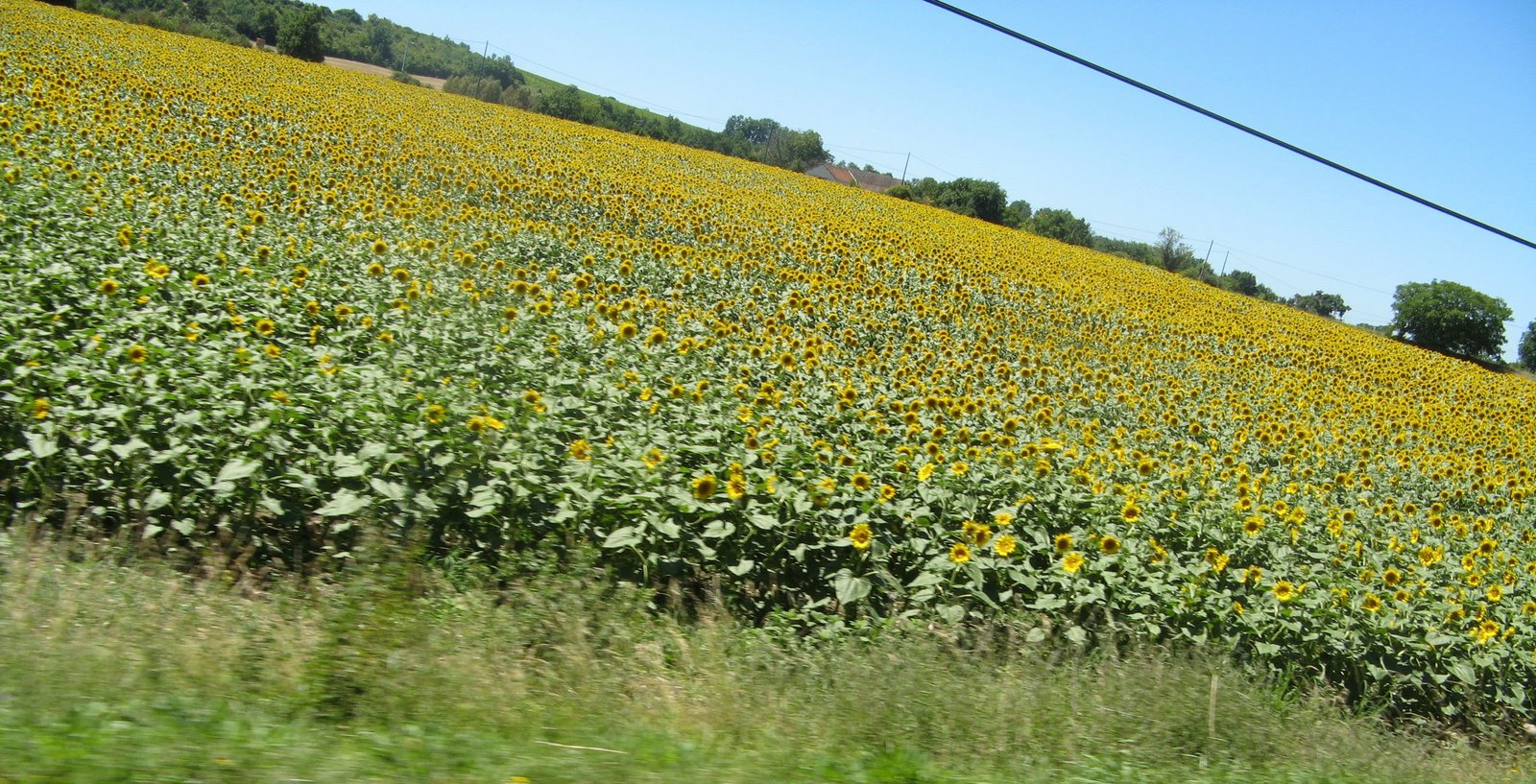 [Sunflowers[4].jpg]