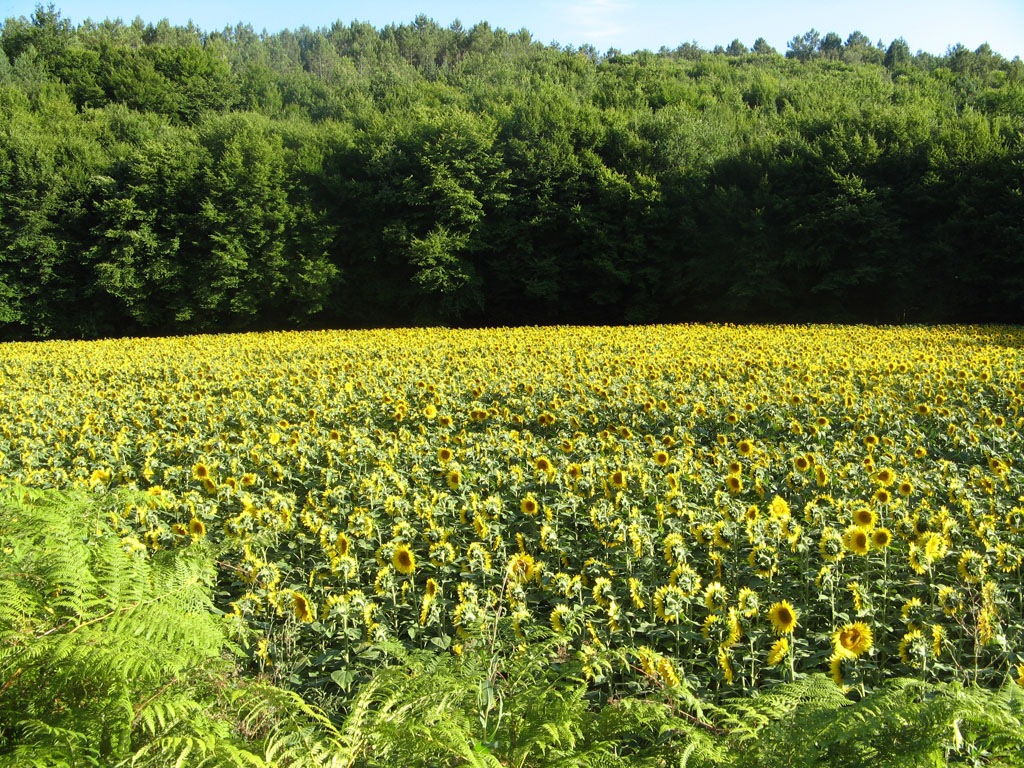 [Sun3Field[13].jpg]