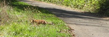 Foxy