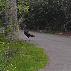 Eastern Wild Turkey