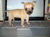 Cachorros De Chihuahua Para Adopcion